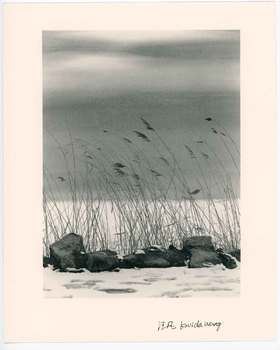 汪凡丨芦苇 (一)