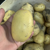 新鲜生态土豆  （500克） 商品缩略图1
