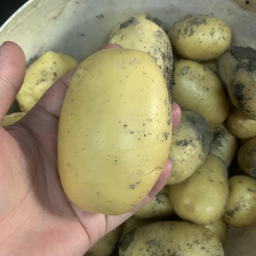 新鲜生态土豆  （500克） 商品图1