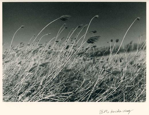 汪凡丨芦苇 (二) 商品图0