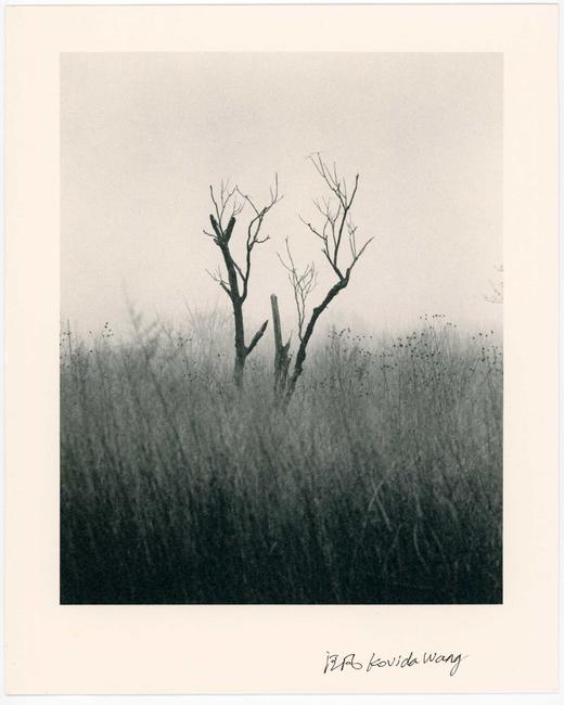 汪凡丨迷雾中的树 商品图0