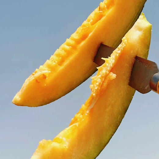 疆小密新疆哈密瓜
带着日夜兼程的风沙，带着吐鲁番的热情，皮薄肉厚、清脆爽口、甜脆多汁、可口香脆、蜜甜怡人，糖16+，甜！！净重7左右，2颗！阴凉通风处储存！ 商品图3