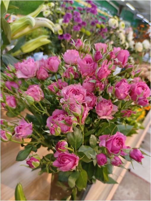 苏菲宝贝多头玫瑰一束（拼团） 商品图1