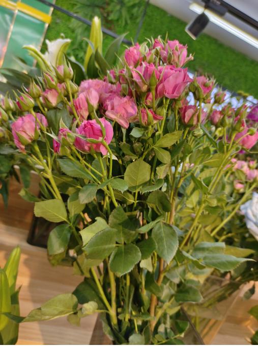 苏菲宝贝多头玫瑰一束（拼团） 商品图0