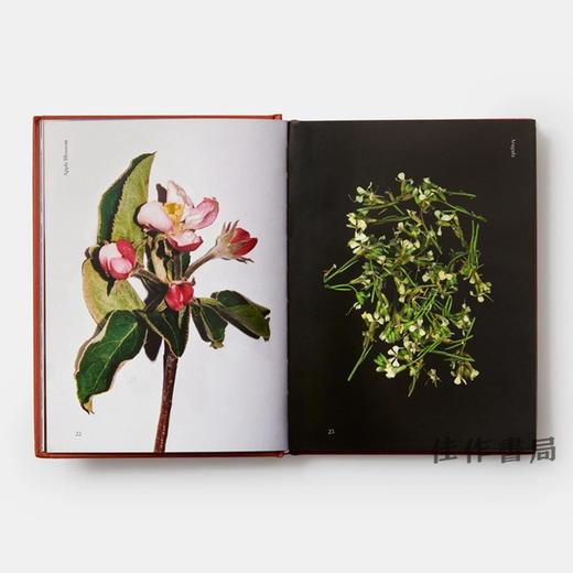 Edible Flowers: How、Why、and When We Eat Flowers / 食用花卉：我们如何、为什么以及何时食用花卉 商品图3