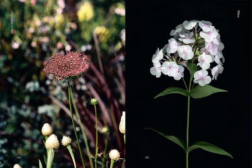 Edible Flowers: How、Why、and When We Eat Flowers / 食用花卉：我们如何、为什么以及何时食用花卉 商品图4
