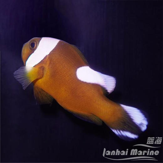 安背小丑 商品图1