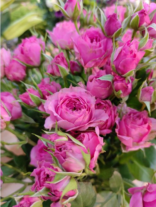 苏菲宝贝多头玫瑰一束（拼团） 商品图2