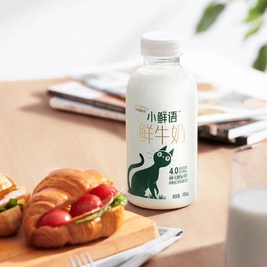 蒙牛小鲜语高蛋白低脂鲜牛奶450ML 商品图1