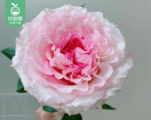 【预售-4月13日配送】洛神玫瑰（10支/扎） 商品图1