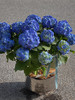 超大蓝色绣球盆栽（每盆形态不同，介意慎拍） 商品缩略图0