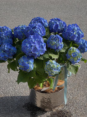 超大蓝色绣球盆栽（每盆形态不同，介意慎拍）