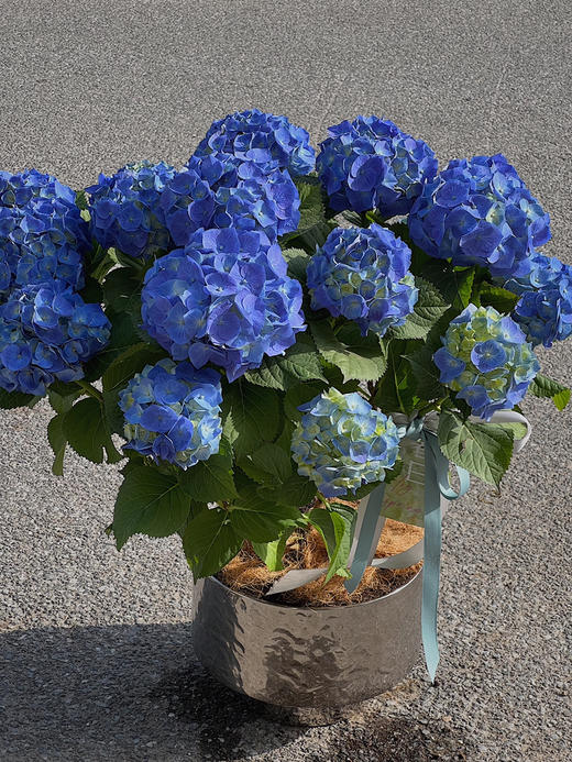 超大蓝色绣球盆栽（每盆形态不同，介意慎拍） 商品图0