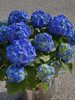 超大蓝色绣球盆栽（每盆形态不同，介意慎拍） 商品缩略图1