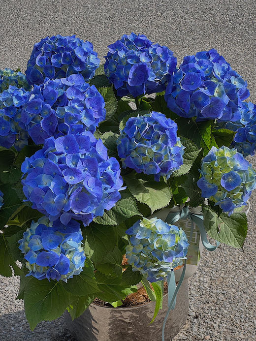 超大蓝色绣球盆栽（每盆形态不同，介意慎拍） 商品图1
