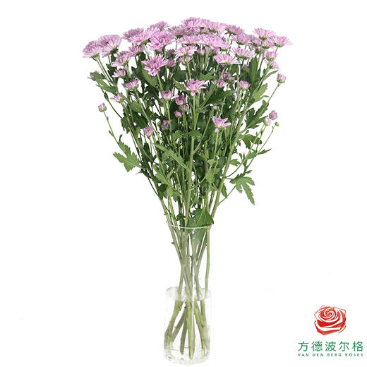 多头小菊 坦率粉 商品图1