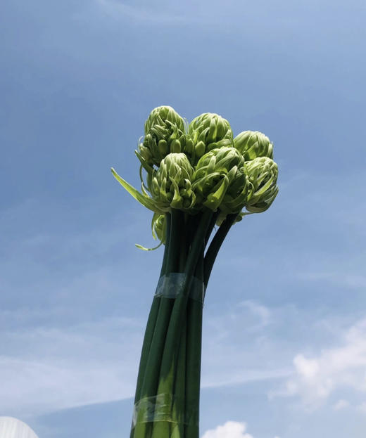 【不变的爱】天鹅绒（ 伯利恒之星） 10枝/扎 商品图14