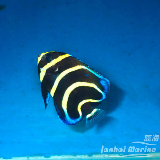 人工哥迪仙 商品图6