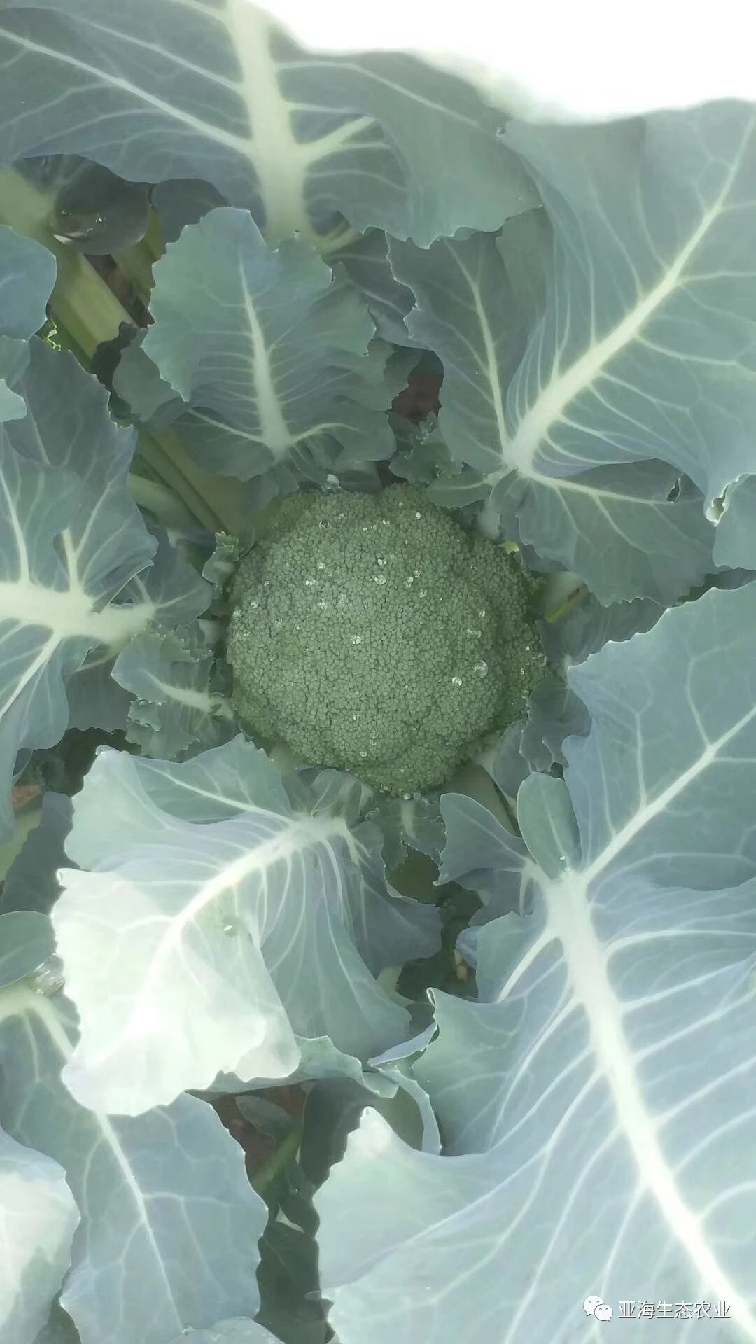 西兰花（花椰菜 7-8两/份）