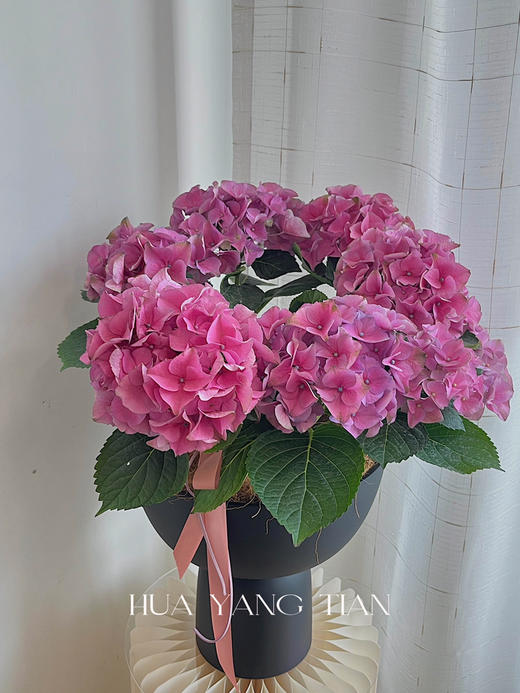 玫粉色绣球盆栽（每盆形态不同，介意慎拍） 商品图2