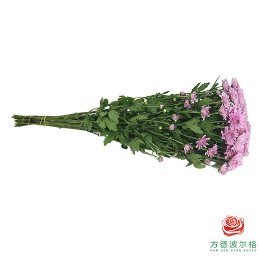 多头小菊 坦率粉 商品图3