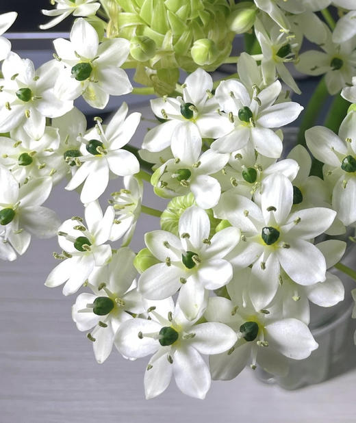 【不变的爱】天鹅绒（ 伯利恒之星） 10枝/扎 商品图4