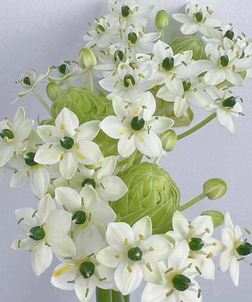 【不变的爱】天鹅绒（ 伯利恒之星） 10枝/扎 商品图2