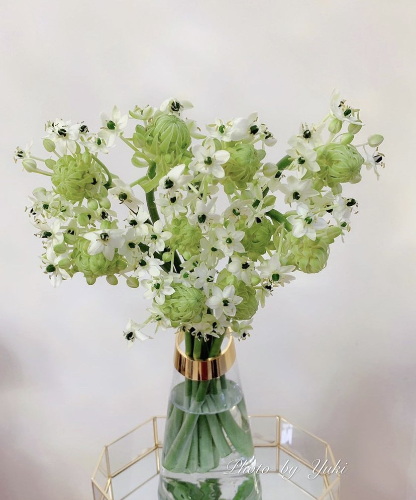 【不变的爱】天鹅绒（ 伯利恒之星） 10枝/扎