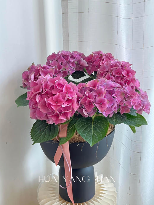 玫粉色绣球盆栽（每盆形态不同，介意慎拍） 商品图0