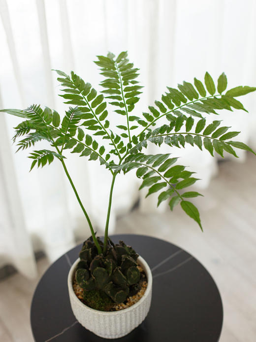 麻点盆-座莲蕨 商品图1