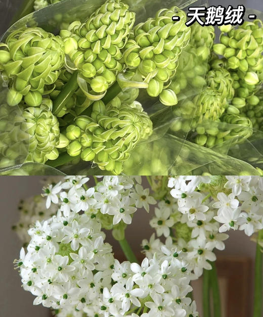 【不变的爱】天鹅绒（ 伯利恒之星） 10枝/扎 商品图9