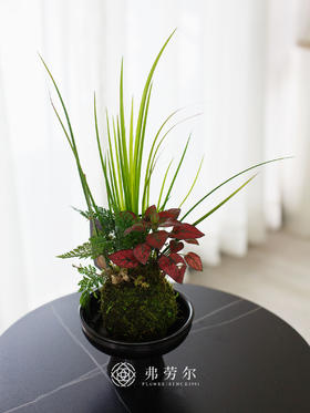 蝶盘-菖蒲苔藓球