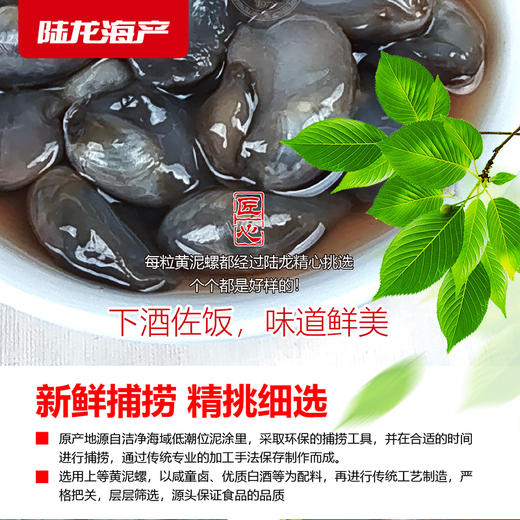 6201陆龙兄弟300g海诺A黄泥螺 商品图5
