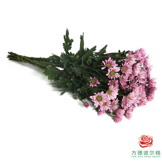 多头小菊 彩凤羽 商品图2