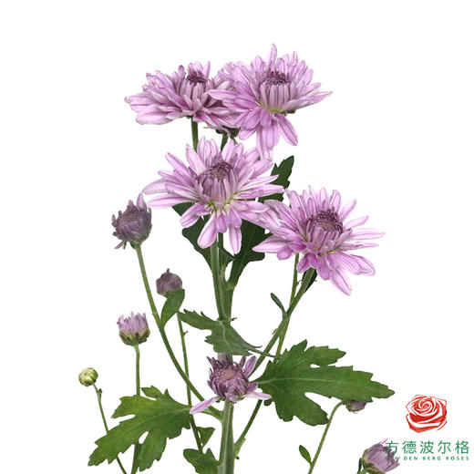 多头小菊 坦率粉 商品图6