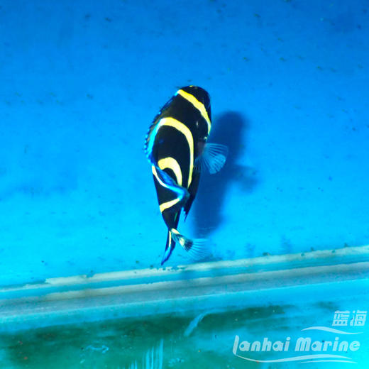 人工哥迪仙 商品图3