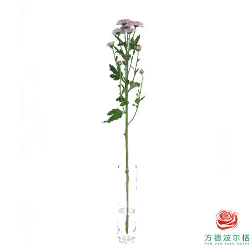 多头小菊 坦率粉 商品图5