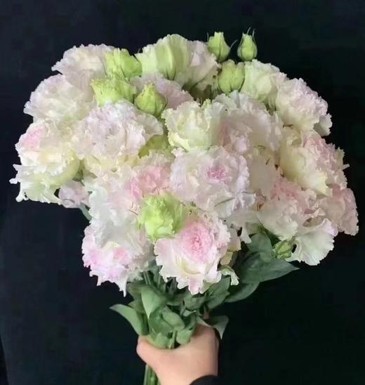 洋桔梗冰激凌 商品图0