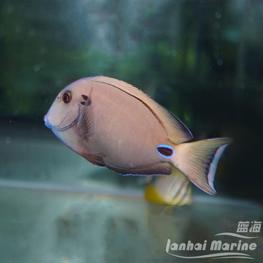 耳斑吊 商品图1