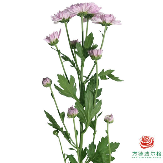 多头小菊 坦率粉 商品图7