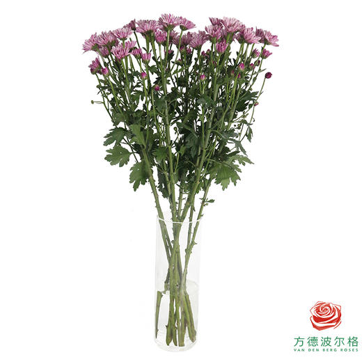 多头小菊 彩凤羽 商品图5