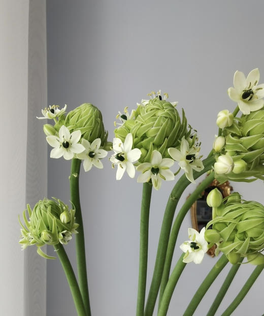 【不变的爱】天鹅绒（ 伯利恒之星） 10枝/扎 商品图7