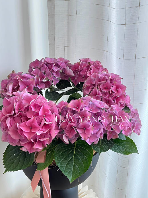 玫粉色绣球盆栽（每盆形态不同，介意慎拍） 商品图1