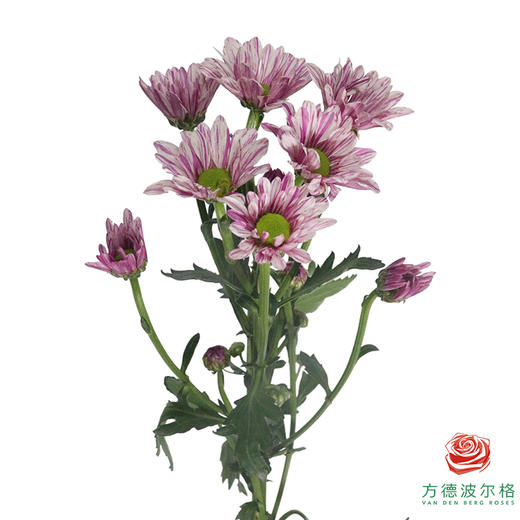 多头小菊 彩凤羽 商品图3