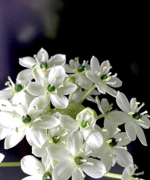 【不变的爱】天鹅绒（ 伯利恒之星） 10枝/扎 商品图6