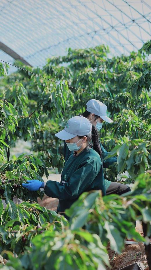 大连艺树家•顶级黑车俄8号 商品图5