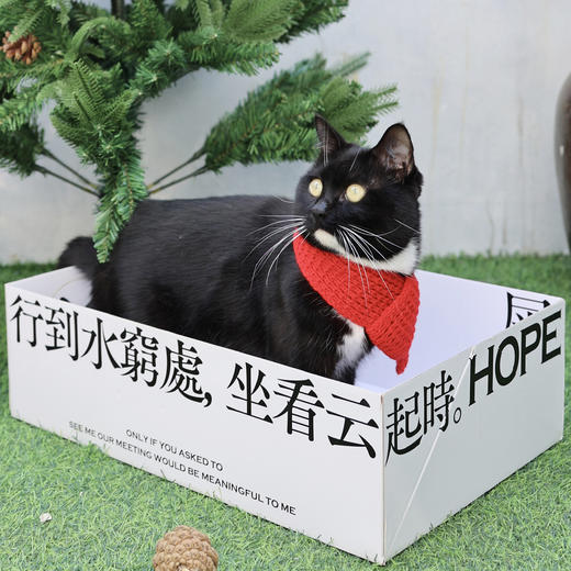 聘猫之礼：献给猫咪的一书二礼/四礼/六礼 商品图4