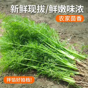 每日现摘  农家种植茴香  水源地种植  农家肥  鲜嫩味浓  适合作馅  350g