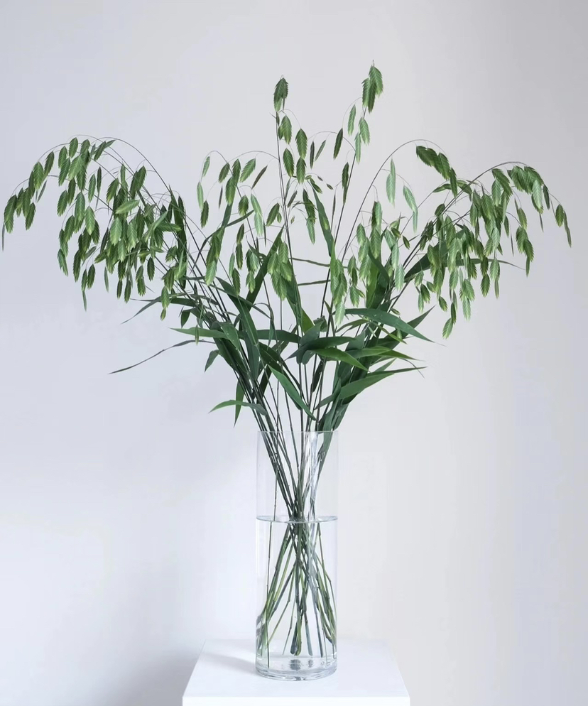 【对你充满期待】小盼草 绿色  若干枝/扎