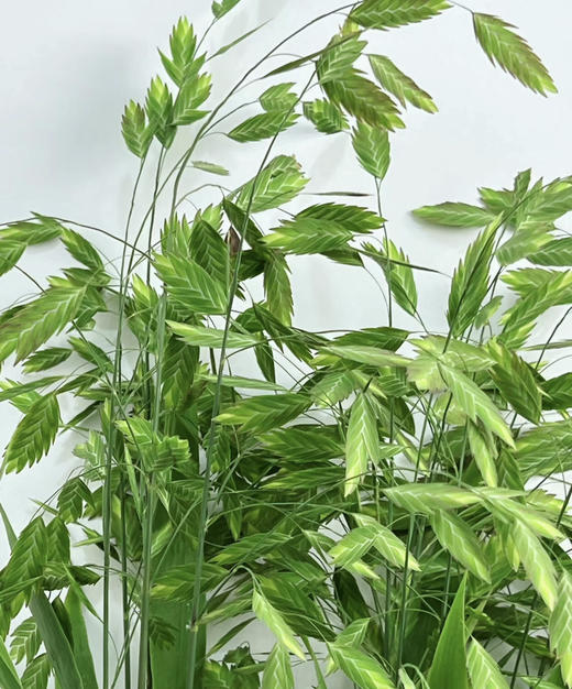 【对你充满期待】小盼草 绿色  若干枝/扎 商品图4